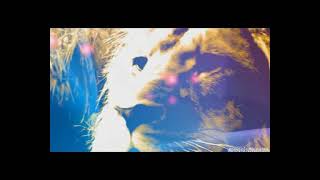 Reverse Speech - The Inner Voice Of New Age Leader, Magenta Pixie