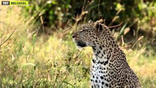 Yabancı Hayatı Keşfet - 4. Bölüm Fragman Trt Belgesel