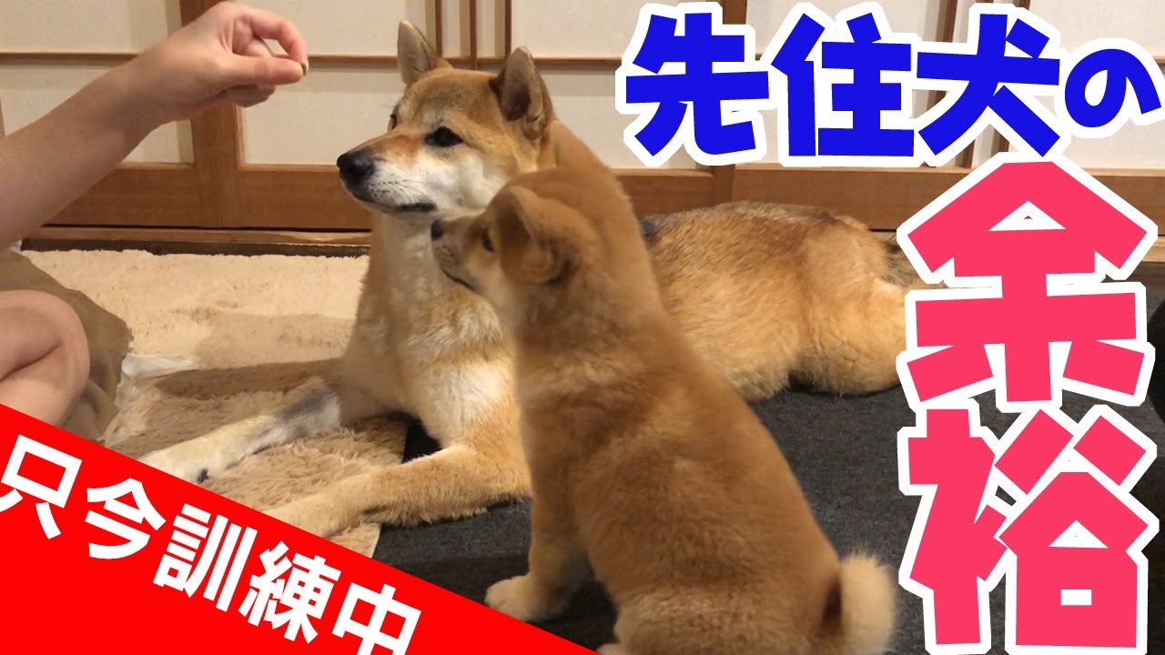芝犬です。 Shiba Inu: The resident dog shows off his calm dexterity by saying