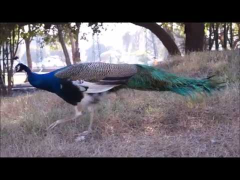 Visit to a bird house in Lahore lahore pigeon