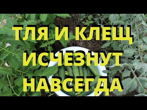 НАПШИКАЙТЕ ЭТИМ весь огород ТЛЯ И КЛЕЩ упадут замертво