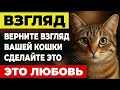 Почему кошка больше не смотрит вам в глаза - и как вернуть её доверие?