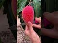 Satisfying sweet color #oddlysatisfying #visualasmr #fruitcutting