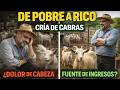 DE POBRE A RICO Cría de cabras UN DOLOR DE CABEZA OH ¿Una fuente de ingresos PARA COMPRAR