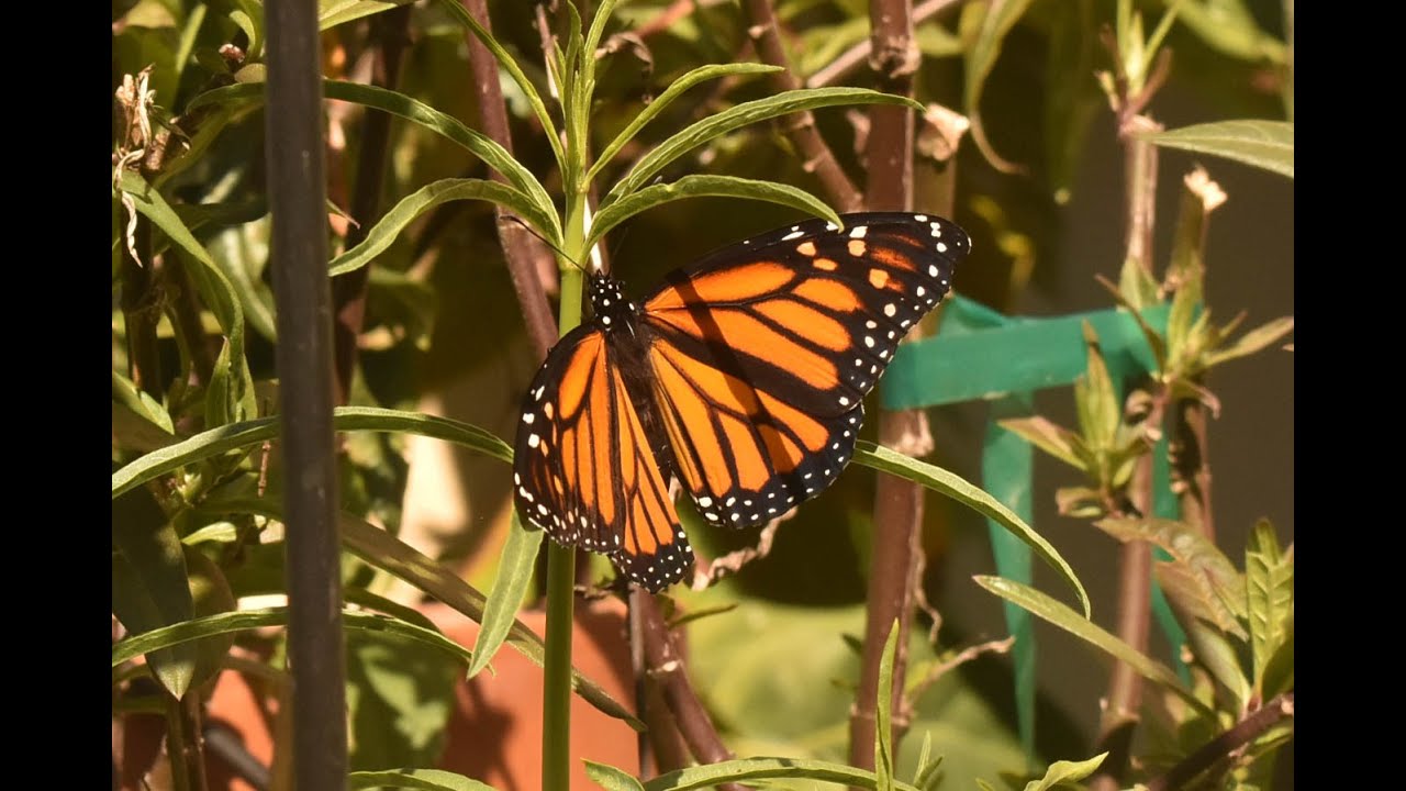A Monarch Butterfly Emerging From Its Chrysalis in a Timelapse YouTube