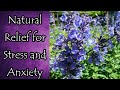 Natural Relief for Stress and Anxiety