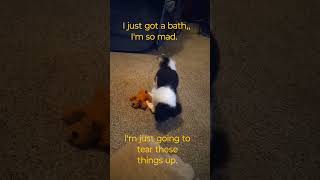 Steffie Got A Bath. She Just Is So Mad.