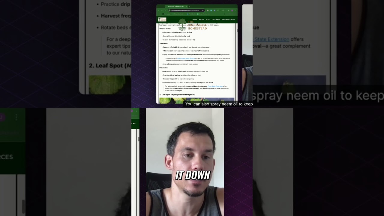 Strawberry Savior: Beat Gray Mold and Leaf Spot!