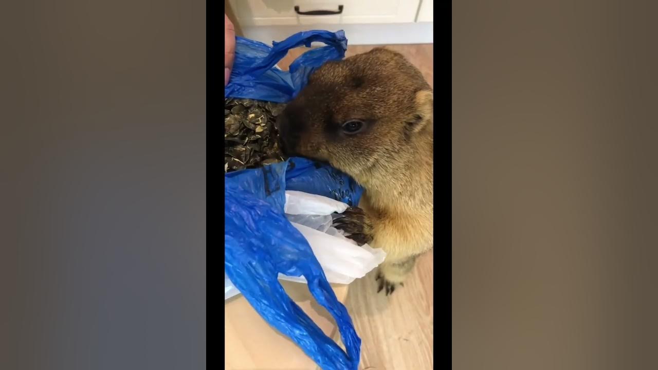 ручной сурок - YouTube