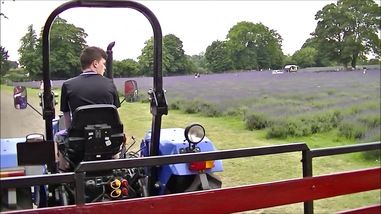Tractor Ride at Lavender Farm! Mayfield Lavender Farm!