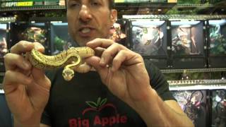 Celebrity Lemon Blast Ball Pythons For Sale. Buy at Big Apple Pet with Same Day Shipping. Profile