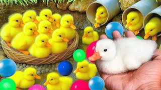 Sevimli Ördekler, Yüzen Ördekler, Rengarenk Tavuklar, Kuğular, Balıklar Ve Sevimli Hayvanlar Arıyoru