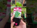 夏野菜植える前にチェックすること3選