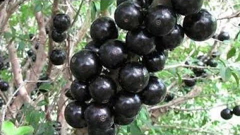 Quantas vezes a jabuticabeira dá frutos no ano?