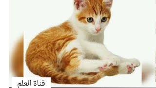 Production écrite sur le chat  تعبير عن القط  بالفرنسية