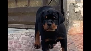 Timit Tor Bloodline Female pup