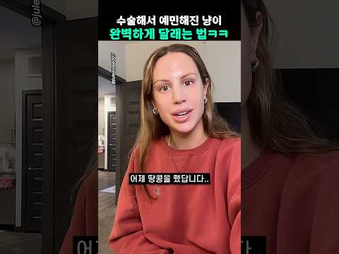 수술해서 예민해진 냥이 완벽하게 달래는 법