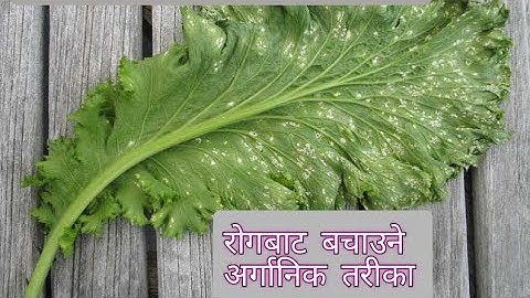 white rust of crucifers..Albugo candida