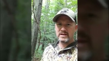 Mock Scrapes and Grape Vines