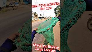 Street Dog Release Same Location #dog #release #streetdogrevival #pets #ytviral #shorts #animals