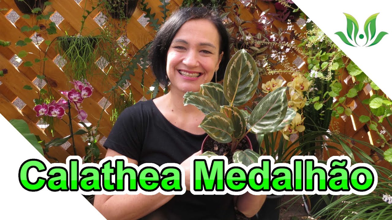 Calathea Medalhão - Conheça a linda Calathea medallion/veitchiana!