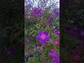 The Flower that Defies Gravity: Witness the Wondrous Pleroma semidecandrum!
