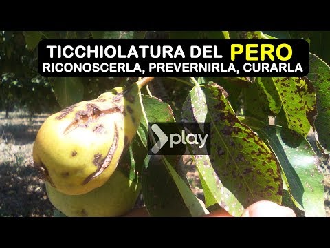 Video: Pere (37 Foto): Cosa Sono? Cura Del Pero. Descrizione Dei Frutti, Dell'apparato Radicale E Delle Foglie. Dove Cresce La Pera E Che Aspetto Ha? Che Tipo Di Terreno Piace All'albero?