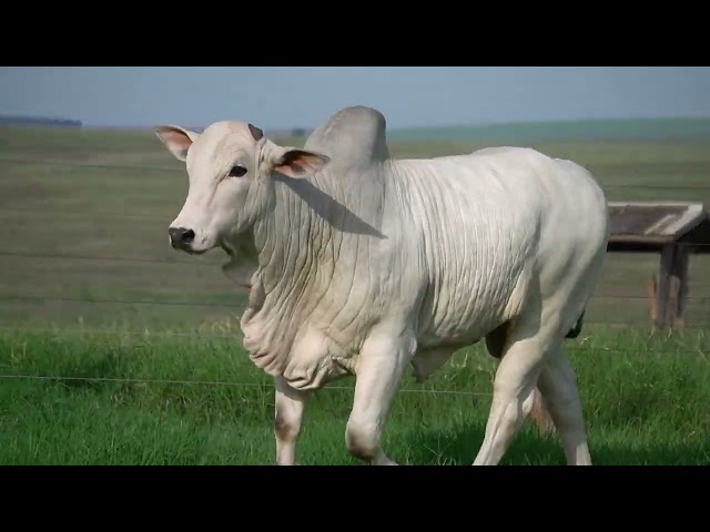 Lote 28   Leilão Virtual Super Nelore   7ª Edição   Touros