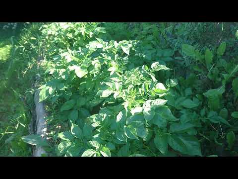 Video: Pestovanie Zemiakov Pod Trávou