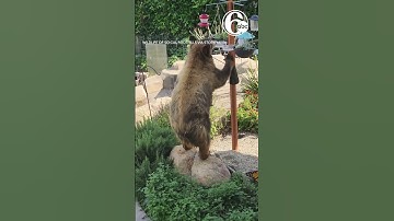 Bear helps itself to hummingbird nectar in southern California backyard