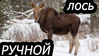 Сибирский лось в лесу | Не город TV
