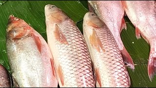 🔴 Live Fish Cutting ASMR | Fresh Seafood Processing from Market