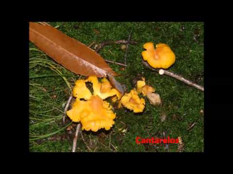 Vídeo: Por Que Os Cogumelos Sonham?