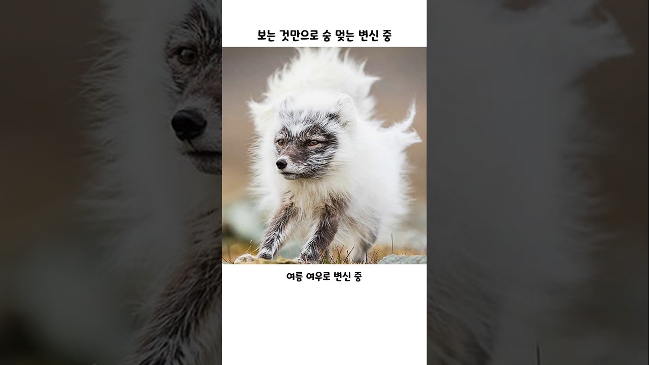 보는 것만으로 숨 멎는 변신 중