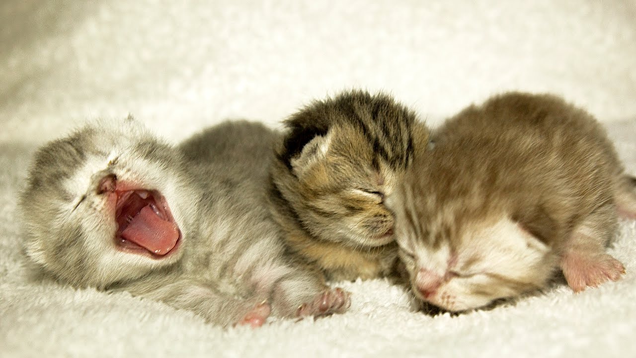 Рождающие котята. Маленький котенок. Милые Новорожденные котята. Котята рождаются слепыми. Новорожденный котенок.