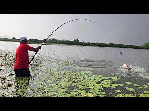 🎣 FLOAT DISAPPEARED!GIANT ROHU TOOK THE BAIT"Insane ROHU STRIKE IN VILLAGE STREAM| SINGLE HOOK FLOAT