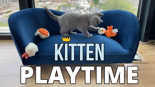 Lord Louis - Kitten Playtime by Lord Louis XIII 1,223 views 3 years ago 1 minute, 45 seconds