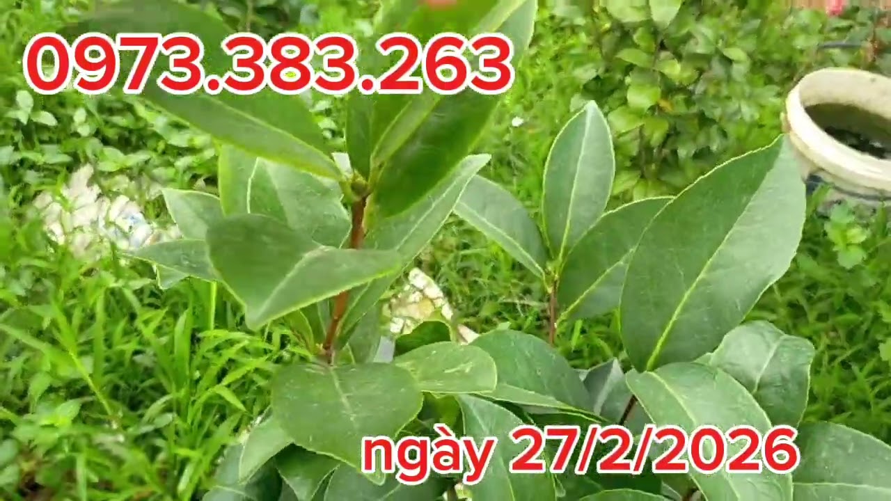 Xả trà my đang hoa giá rẻ mộc hương TQ 0973383263 lan rừng giá rẻ.lan rừng.hoa trà my 
