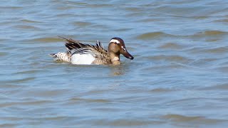 Zomertaling (Garganey)