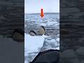 Frozen Ocean Giants Rise Beneath the Boat #short #seaanimal #sea #ocean