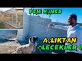 GÜVERCİNLERİMİZE KÖYDE GÜZEL BİR YER YAPIYORUM ! Sokak köpeklerini besledim açlıktan ölüceklerdi