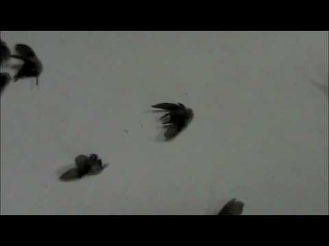 What Is Wide Wing Bathroom Fly?