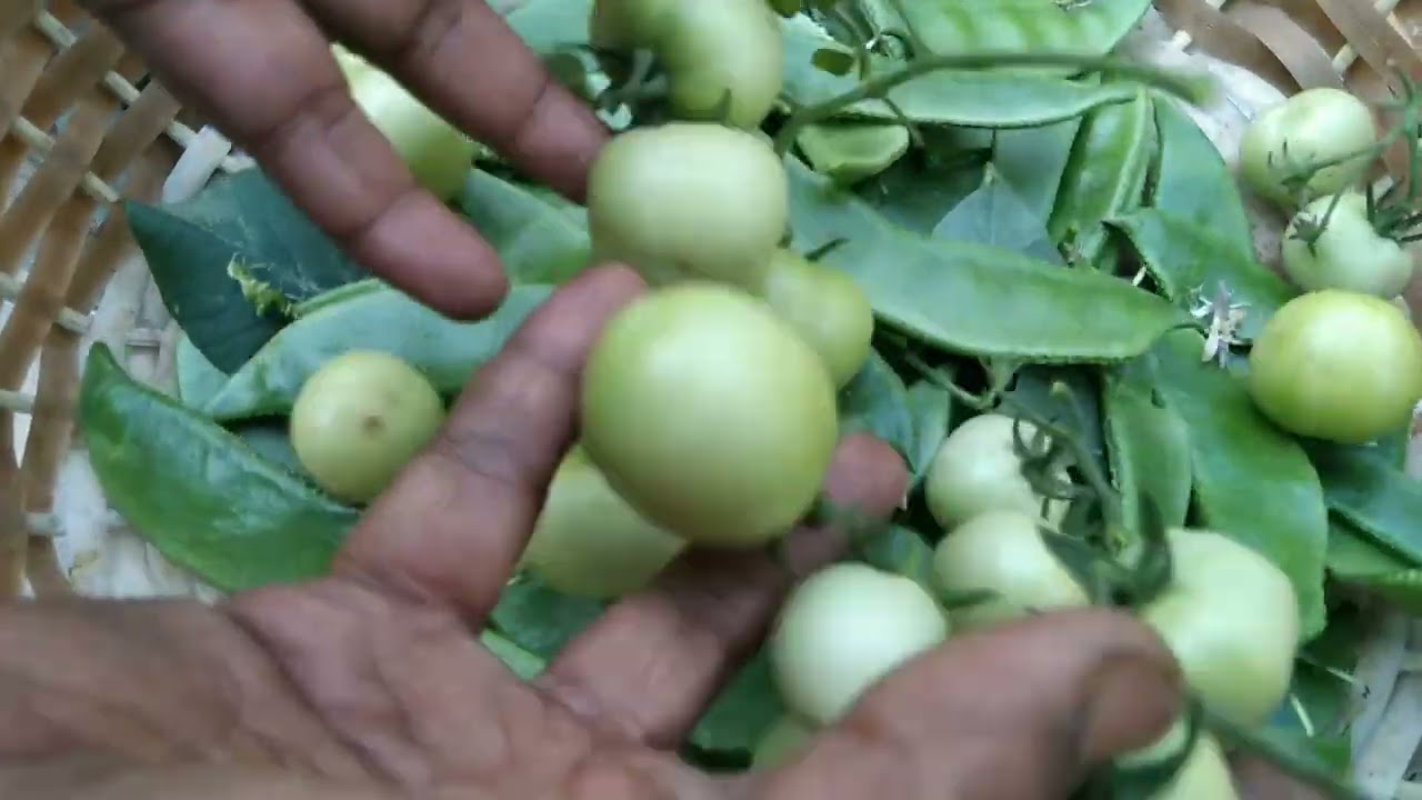 আজ ছাত বাগানে বেগুন শিম অনেক বেশি টমাটো ও গাজোর তুললাম চলুন দেখি 