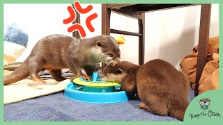 Otter Bingo got mad at Otter Belle while playing cat toy