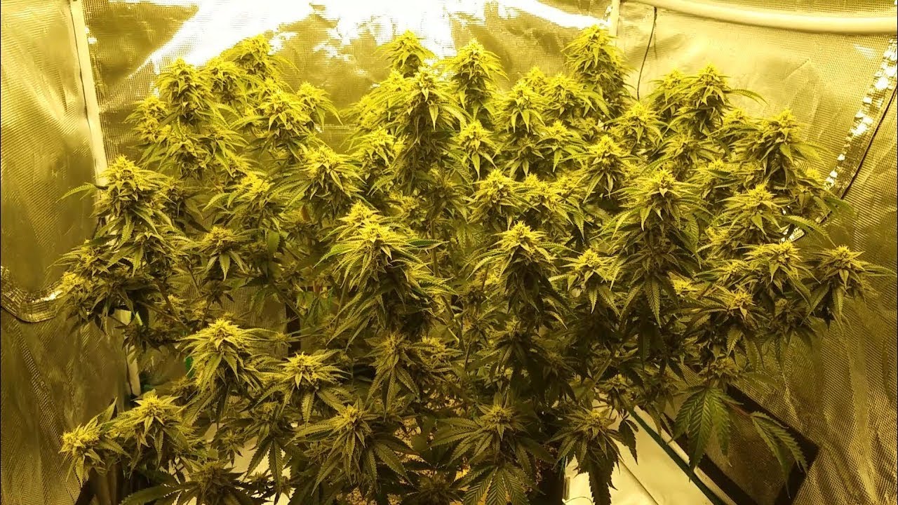 Grow 3: Milk n Cookies Week 5 Flower, HLG 260 3x3 Big Plant Grow