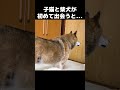 子猫と柴犬が初めて出会うとこうなります…　#shorts