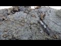 Муравьи и дождевой червяк