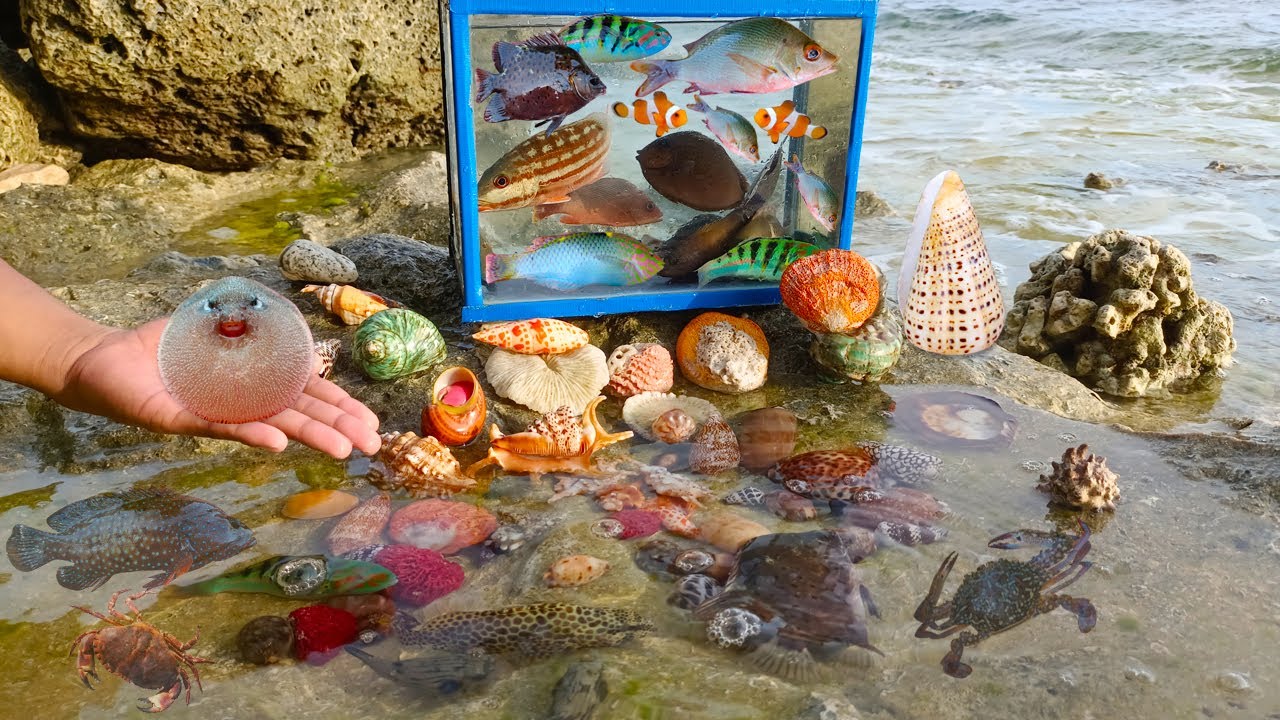 Найдите улиток, крабов, моллюсков, рыбу фугу, морскую рыбу, разноцветную рыбу в море