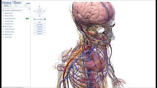 Atlas De Anatomía Humana 2019 El Cuerpo En 3D Apk