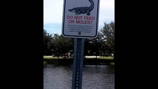 Do not molest gators
